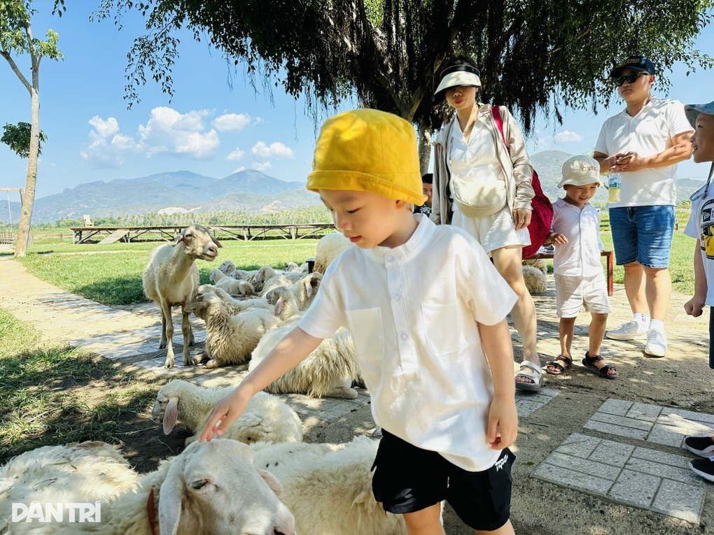 Bli rik på landbruksturisme i Khanh Hoa - 3 Làm giàu từ du lịch nông nghiệp tại Khánh Hoà - 3