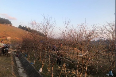 Dán tem phân biệt đào rừng với đào trồng?