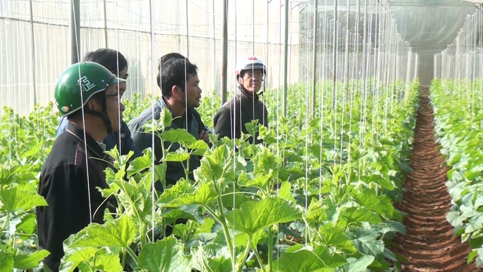 Thạc sĩ từ nước ngoài về trồng dưa lưới thu hàng trăm triệu đồng mỗi năm - 4 Thạc sĩ từ nước ngoài về trồng dưa lưới thu hàng trăm triệu đồng mỗi năm - 4