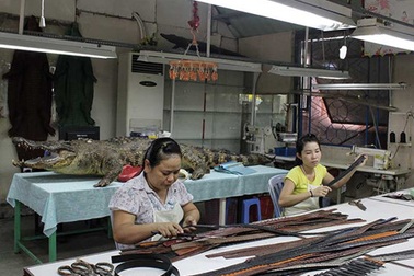 Đến cá sấu cũng "sợ" thương lái Trung Quốc