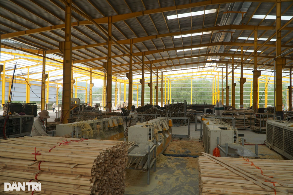 Nuôi con ăn học, xây nhà nhờ cây được mệnh danh là vàng xanh - 8 Nuôi con ăn học, xây nhà nhờ cây được mệnh danh là vàng xanh - 8