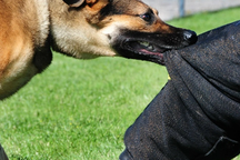 Chó dại chạy vào trường học tấn công 13 học sinh và một thầy giáo