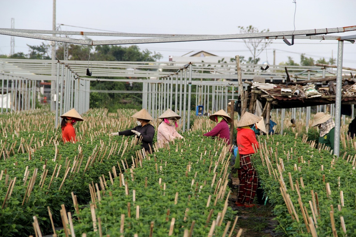 Dịch bệnh và giá phân bón tăng nhanh, người trồng hoa Tết nơm nớp - 2 Dịch bệnh và giá phân bón tăng nhanh, người trồng hoa Tết nơm nớp - 2
