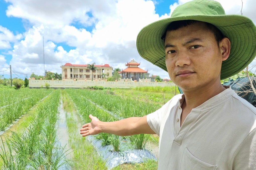 Trồng loại cỏ lạ, thu hoạch từ lá đến rễ, tháng kiếm hàng chục triệu đồng - 1 Trồng loại cỏ lạ, thu hoạch từ lá đến rễ, tháng kiếm hàng chục triệu đồng - 1