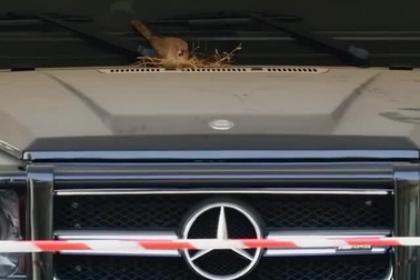 Xe sang Mercedes của Hoàng tử Dubai bị "cách ly" vì lý do đầy xúc động