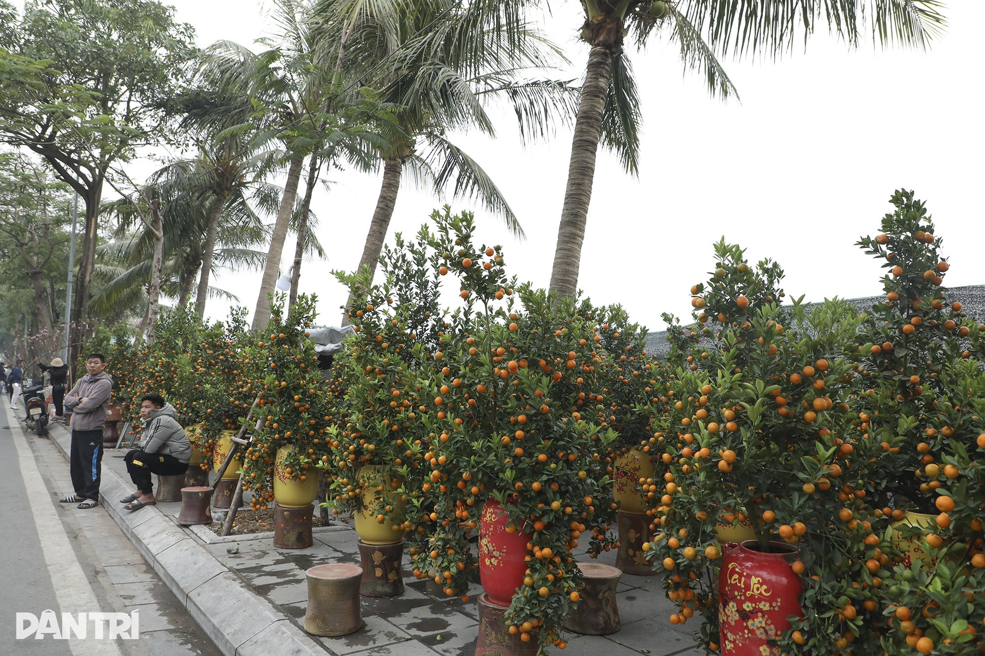 Nhộn nhịp chợ hoa Tết đường Lạc Long Quân - 6 Nhộn nhịp chợ hoa Tết đường Lạc Long Quân - 6