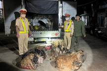 Tạm giữ 5 đối tượng bỏ lại xe tải cùng 28 con chó