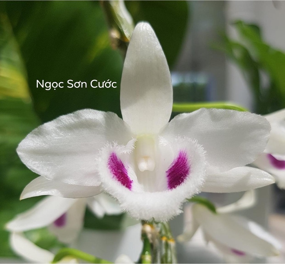 Nghi vấn quanh vụ mua bán lan var Ngọc Sơn Cước 250 tỷ đồng ở Quảng Ninh - 2