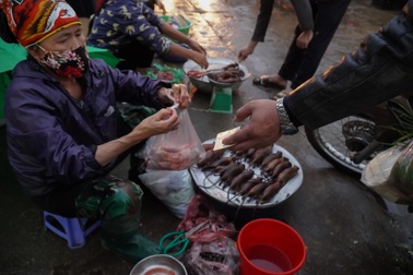 Tấp nập tìm mua con "phá hoại" về làm mồi nhậu ở ngoại thành Hà Nội