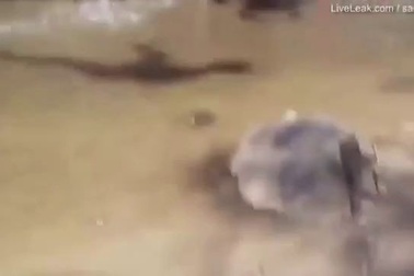 Hãi hùng cảnh voi bất ngờ hất tung nữ du khách lên cao