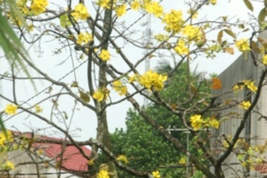 Mai cổ thụ đua nhau nở rộ trước tết 3 tháng