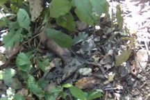 Phát hiện nữ sinh lớp 7 chết trong rừng sau hơn 1 tuần mất tích