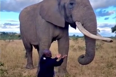 Nhân viên kiểm lâm bị voi giấu mũ để trêu đùa