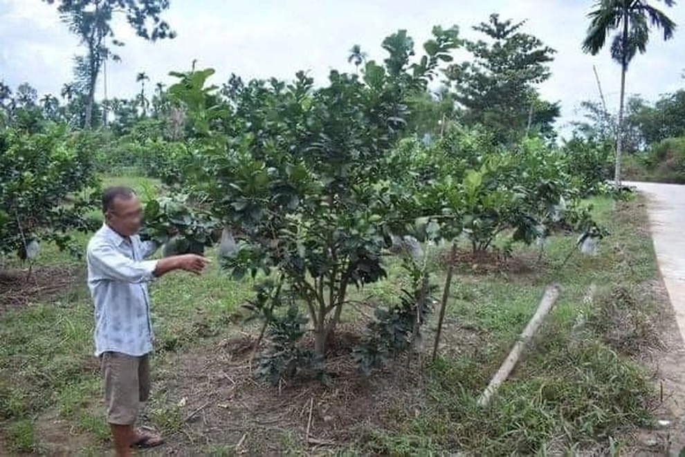 Nghi án hái trộm bưởi, bị chủ vườn chém tử vong - 1 Nghi án hái trộm bưởi, bị chủ vườn chém tử vong - 1