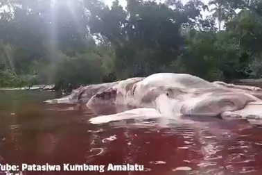 "Thủy quái" dạt vào biển Indonesia