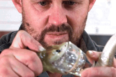 Con rắn có lượng nọc độc đủ giết chết 400 người, phá kỷ lục thế giới