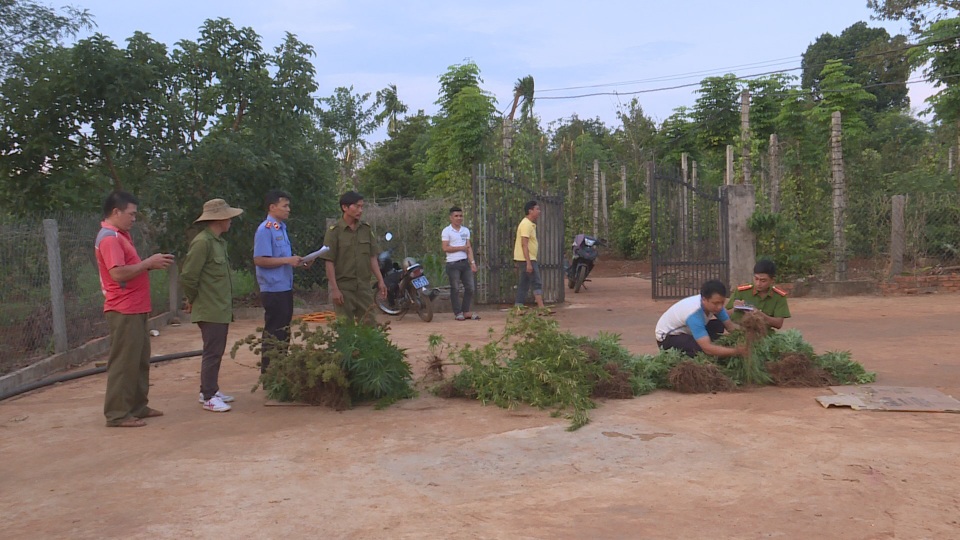 Hai chị em trồng gần 600 cây cần sa trong rẫy để… cho gà ăn phòng bệnh! - 2 Hai chị em trồng gần 600 cây cần sa trong rẫy để… cho gà ăn phòng bệnh! - 2