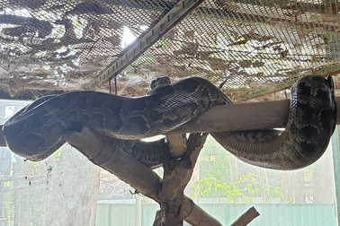 Chuyện những người chăm rắn, rùa như chăm em bé