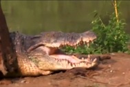 Xôn xao thông tin bắt được cá sấu nặng 83 kg trên sông