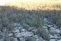 Những giọt nước nghĩa tình tại vùng hạn mặn khắc nghiệt lịch sử