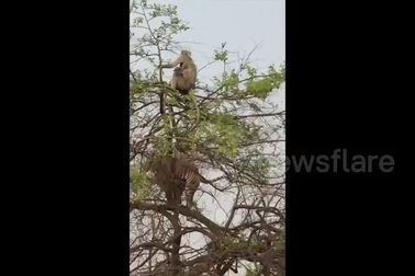 Hổ “muối mặt” vì trèo lên cây để bắt khỉ