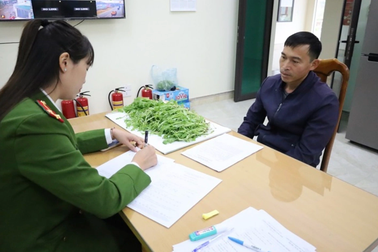 Phát hiện gần 1.000 cây thuốc phiện trồng trong vườn nhà dân