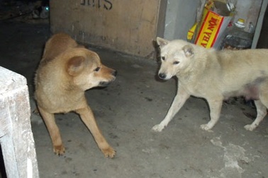 Ẩn họa bệnh dại từ chó mèo thả rông