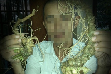 'Hô biến' củ ráy thành… sâm Ngọc Linh giá trăm triệu