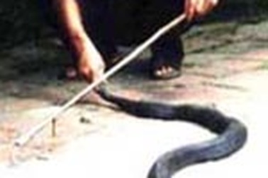 “Tử nghiệp” vì nghề nuôi rắn