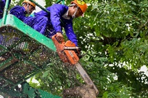 Hà Nội bắt đầu chặt hạ gần 1.300 cây xanh trên đường Phạm Văn Đồng