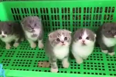 Hái ra tiền nhờ đam mê nuôi mèo cảnh