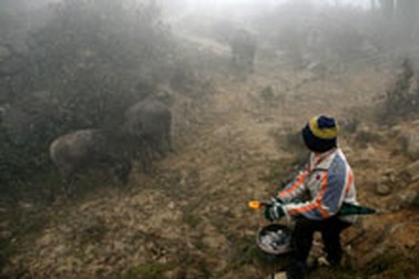 Nhà sử học Dương Trung Quốc: Muốn mặc quần soóc đi làm!