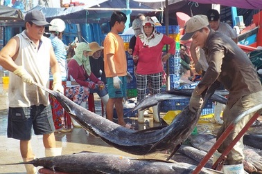 Ngư dân mướt mồ hôi bốc xếp cá dưới nắng gắt