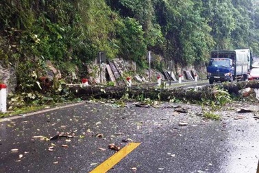 Cây đổ chắn ngang quốc lộ 6, giao thông ùn tắc nhiều giờ