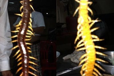 Đang ăn cơm bị rết “khủng” bò lên đùi 