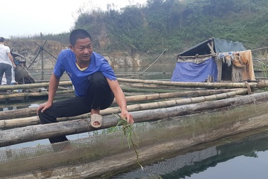 Nuôi cá rô phi khủng, Tết bắt lên bán giá gần 500 ngàn đồng/con