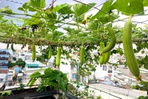 Gia chủ Sài Gòn vác đất lên sân thượng, làm vườn rau trái xanh sum suê