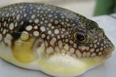 Một ngư dân tử vong do ăn trứng, ruột cá nóc