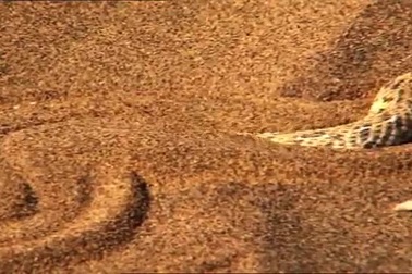 Vẻ đẹp của sa mạc Namib