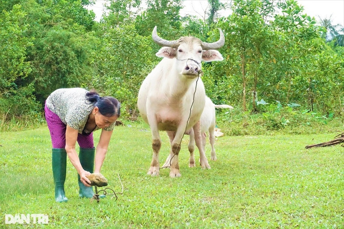 Lạ mắt với đàn trâu trắng muốt, mang lại cơ nghiệp sung túc cho chủ nuôi - 5 Lạ mắt với đàn trâu trắng muốt, mang lại cơ nghiệp sung túc cho chủ nuôi - 5