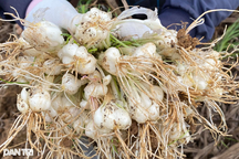 Thương lái thu mua hành non giá cao, nông dân ồ ạt cắt sớm 2 tháng