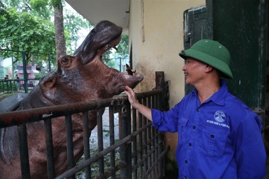 Những lần "bị đánh" thót tim với bảo mẫu của voi, hà mã