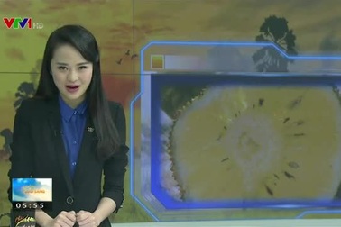 Làm giàu từ... mít không hạt