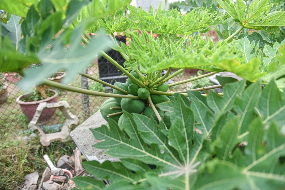 Săn đu đủ bonsai dáng siêu độc, quả đẻ chi chít chơi Tết - 6 Săn đu đủ bonsai dáng siêu độc, quả đẻ chi chít chơi Tết - 6