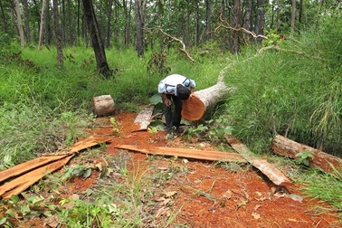 Buộc thôi việc kiểm lâm câu kết với lâm tặc phá rừng