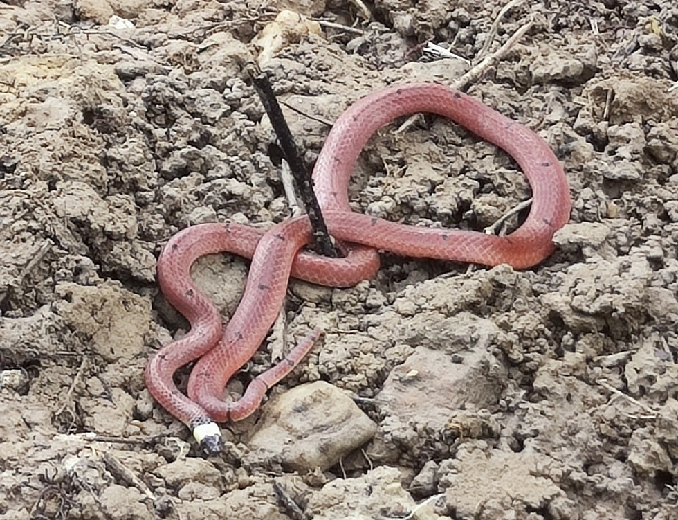 Những loài rắn độc có đặc điểm dễ nhận dạng tại Việt Nam (Phần 4) - 6