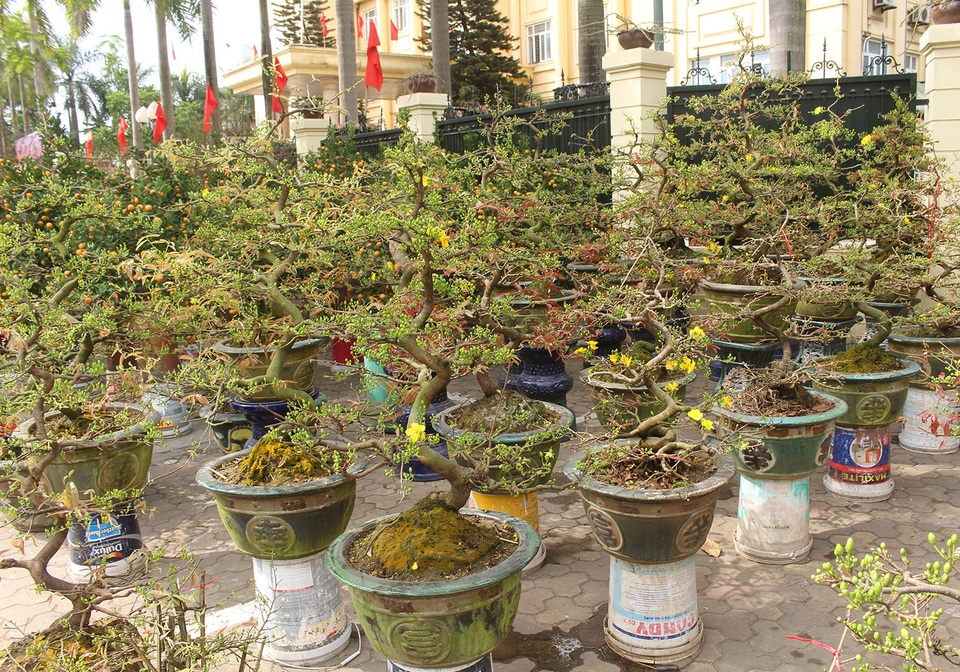 Mai vàng ồ ạt xuống phố, giá nhỉnh hơn so với năm ngoái - 1 Mai vàng ồ ạt xuống phố, giá nhỉnh hơn so với năm ngoái - 1