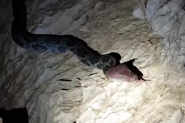 Cận cảnh một cá thể rắn sọc khoanh trong hang đá