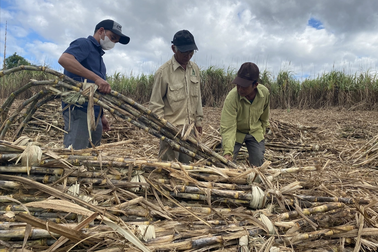 Công ty chậm thu mua mía, nông dân lại "ngồi trên lửa"