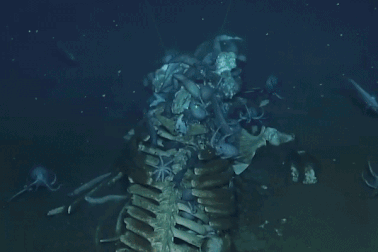 “Rợn người” xem những sinh vật đáy biển rỉa thịt cá voi